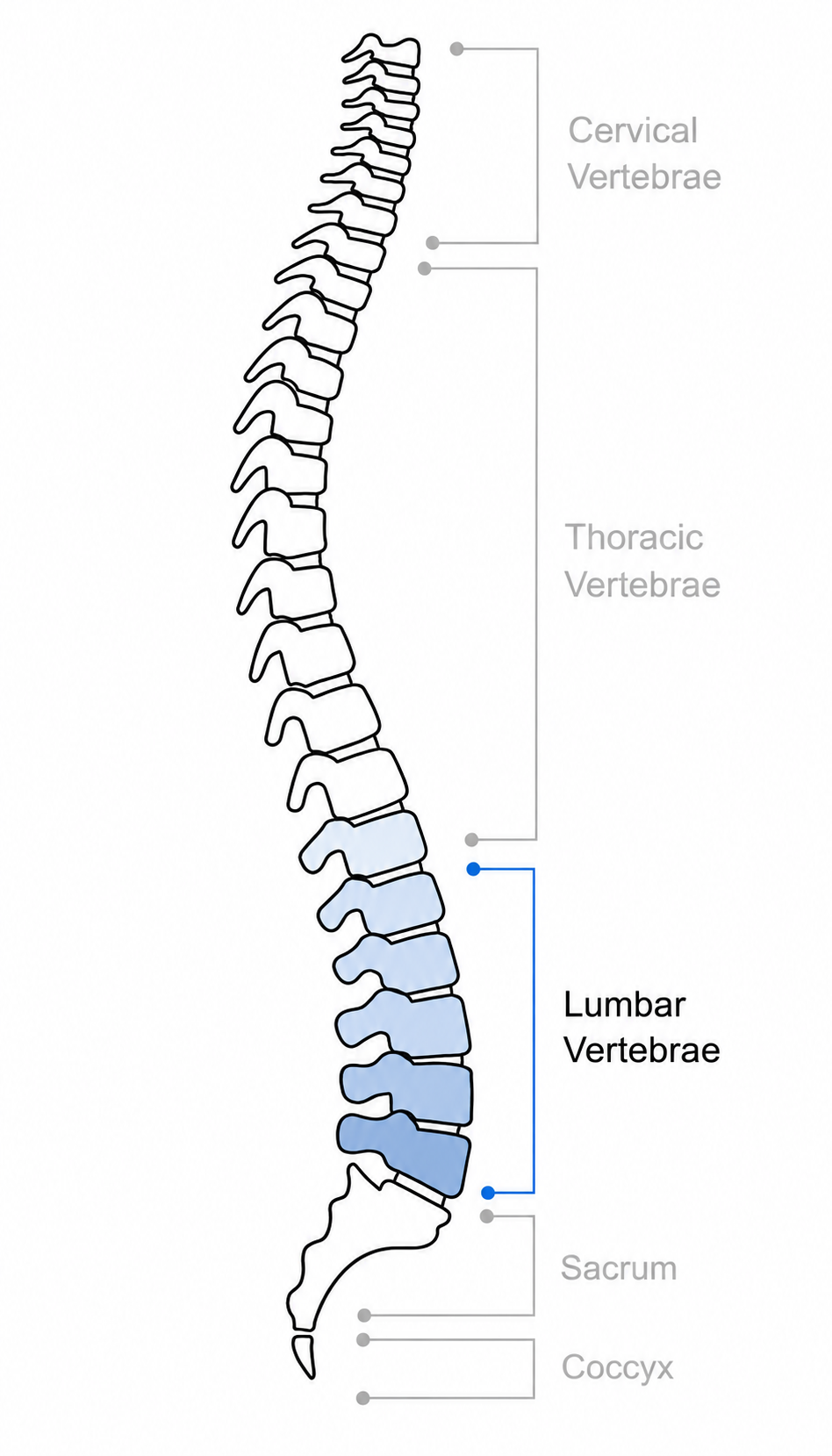 Lumbar Support Pack